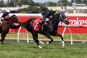 Samara Dancer NZ Bstock